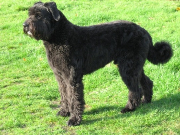 Flanderský bouvier