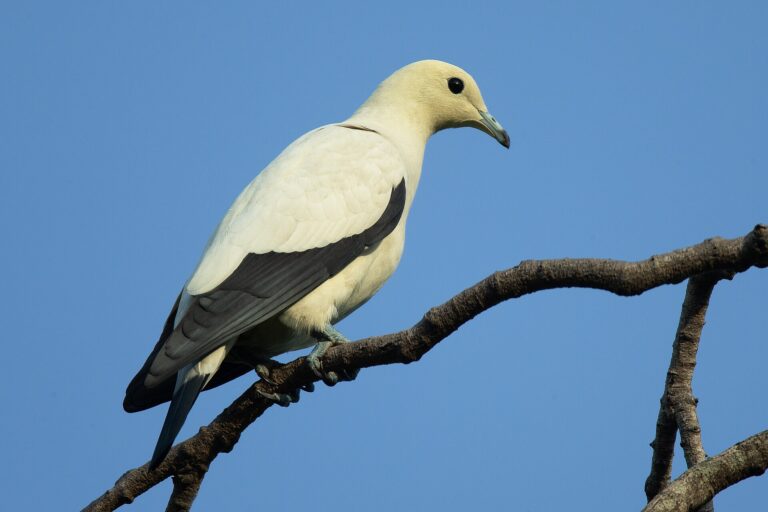 Holub dvoubarvý (Ducula bicolor)
