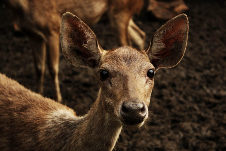 Jelen timorský (Rusa timorensis)