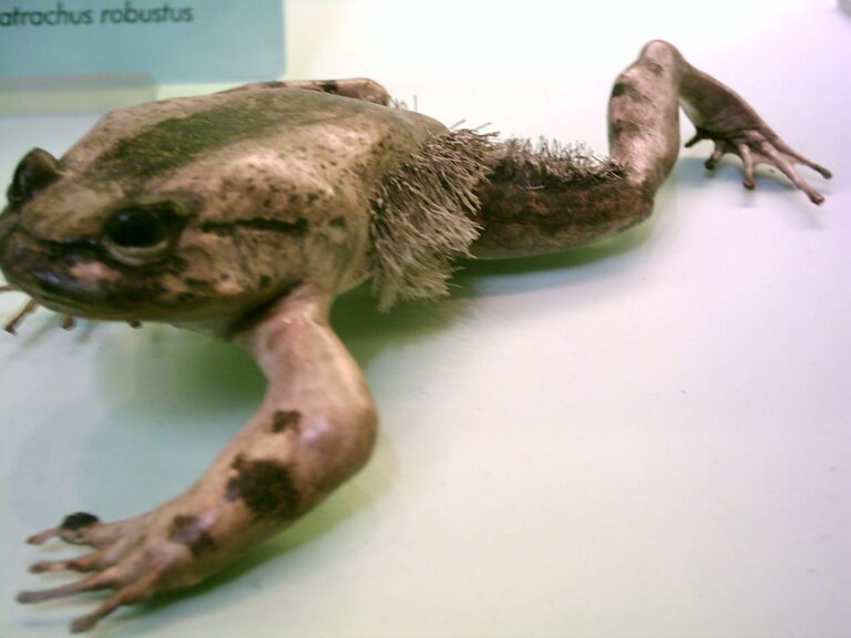 Vlasatice třásnitá (Trichobatrachus robustus)