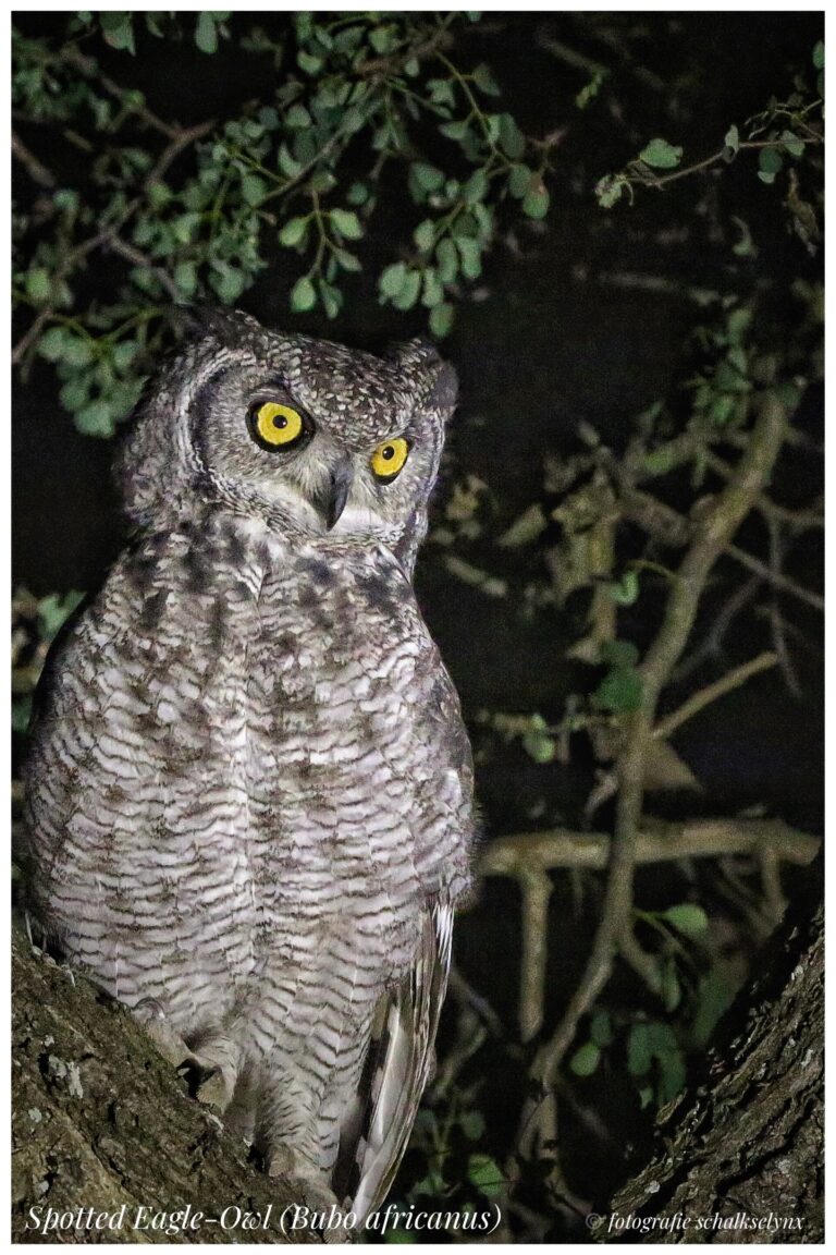 Výr africký (Bubo africanus)