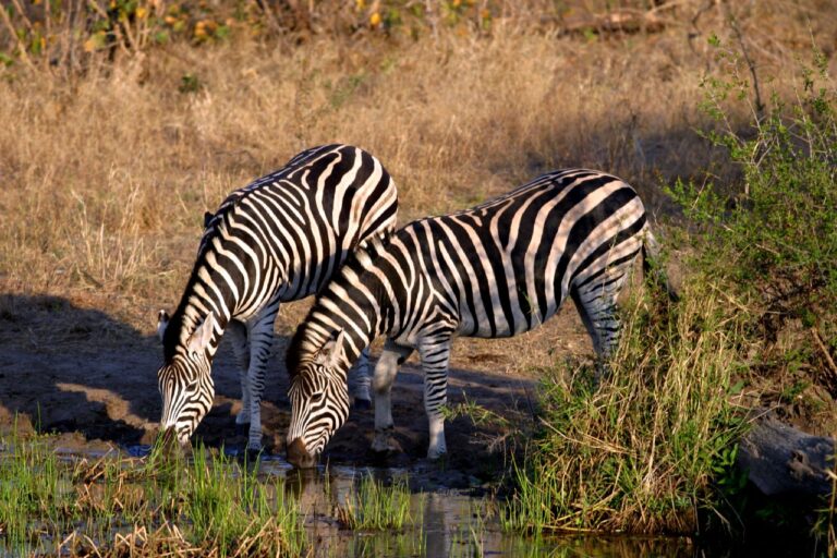 Zebra chapmanova (Equus quagga chapmani)