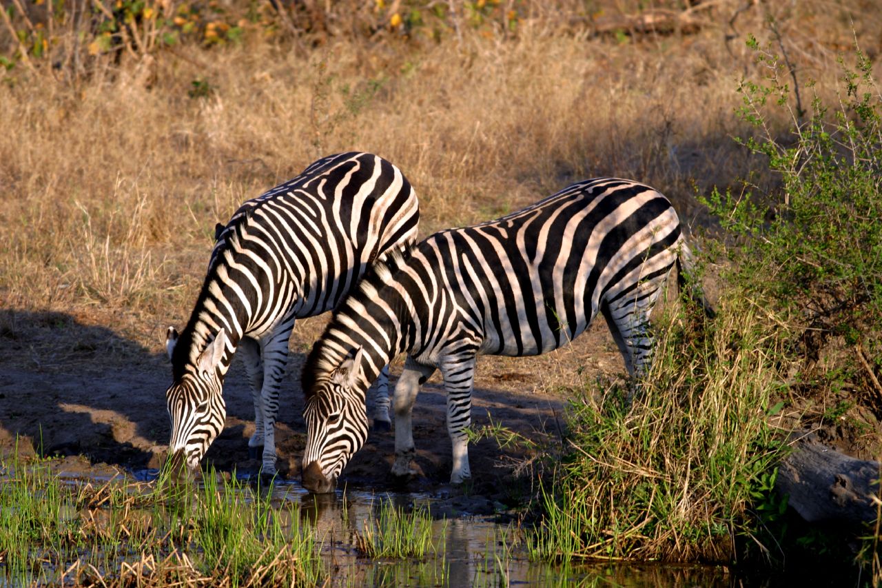 Zebra chapmanova