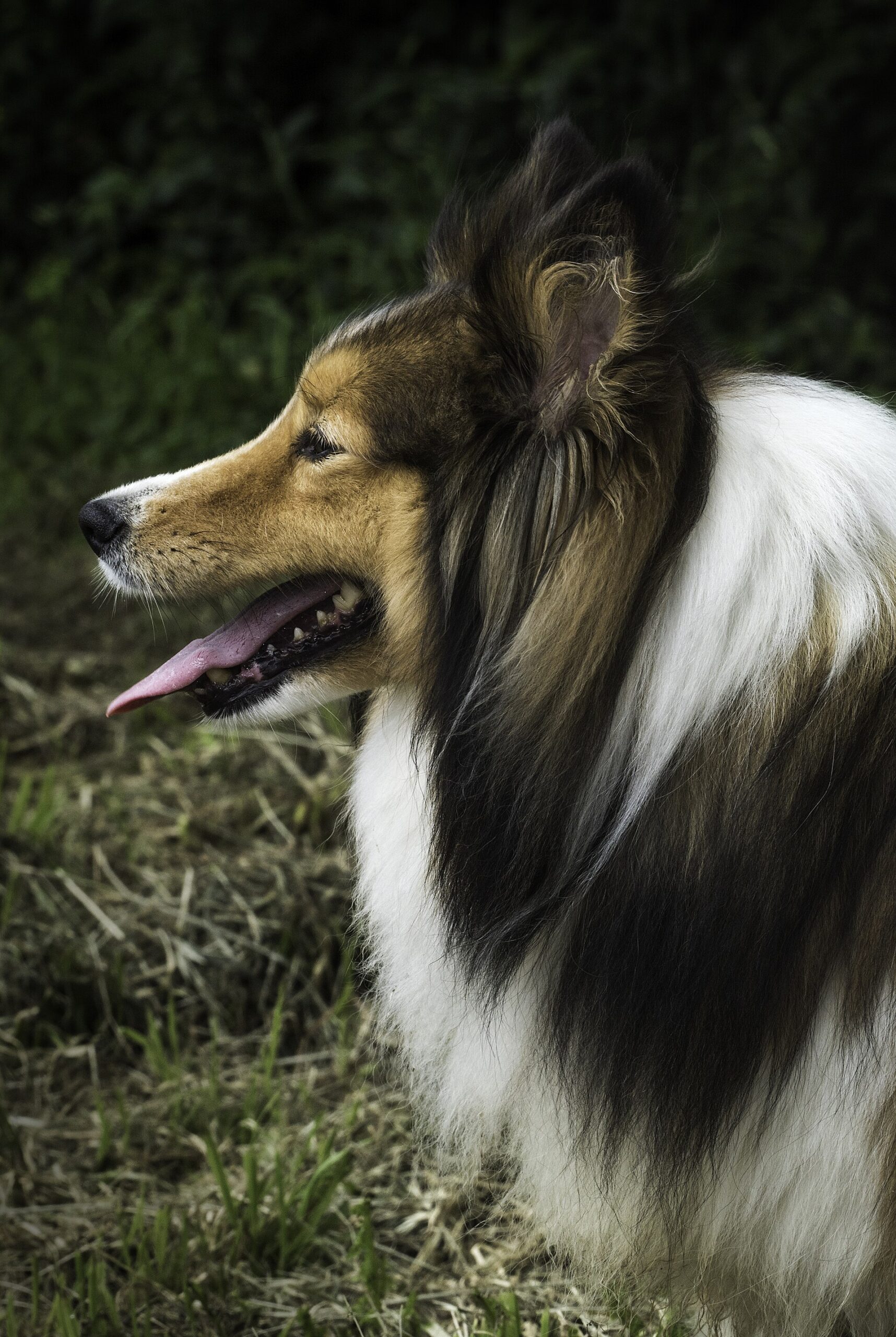 Sheltie