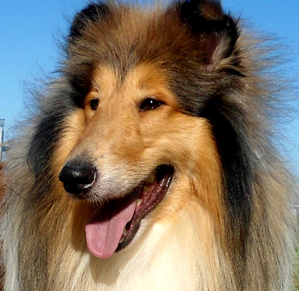 Kolie dlouhosrstá