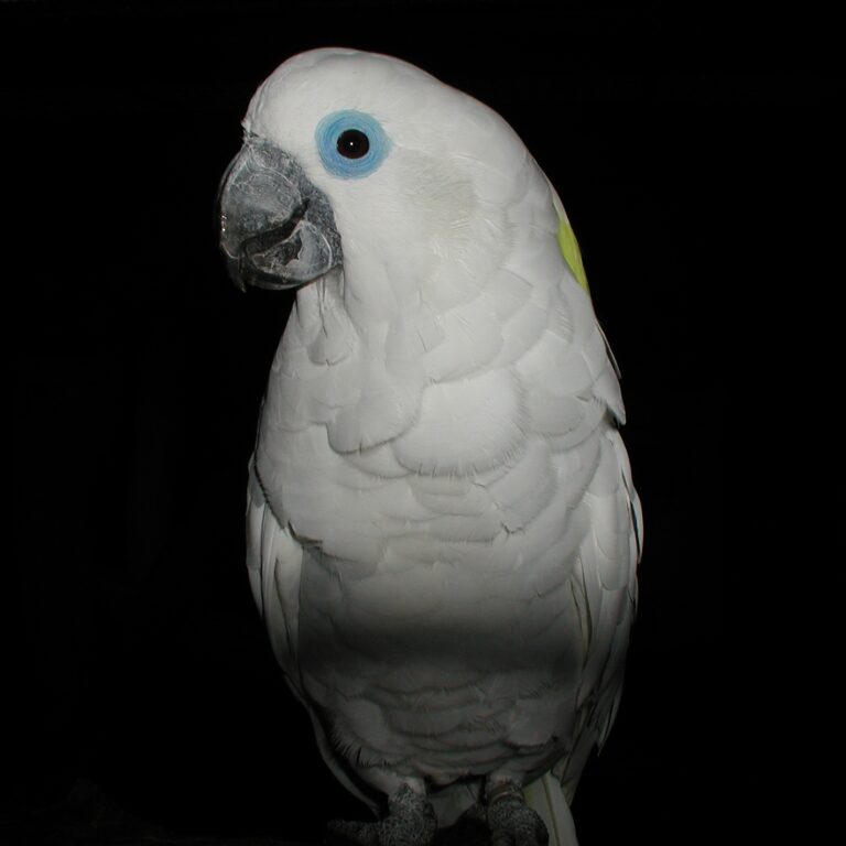 Kakadu brýlový (Cacatua ophthalmica)
