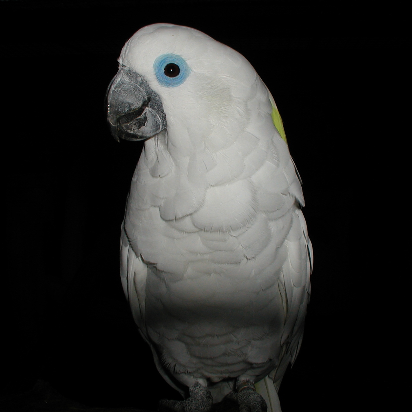 Kakadu brýlový
