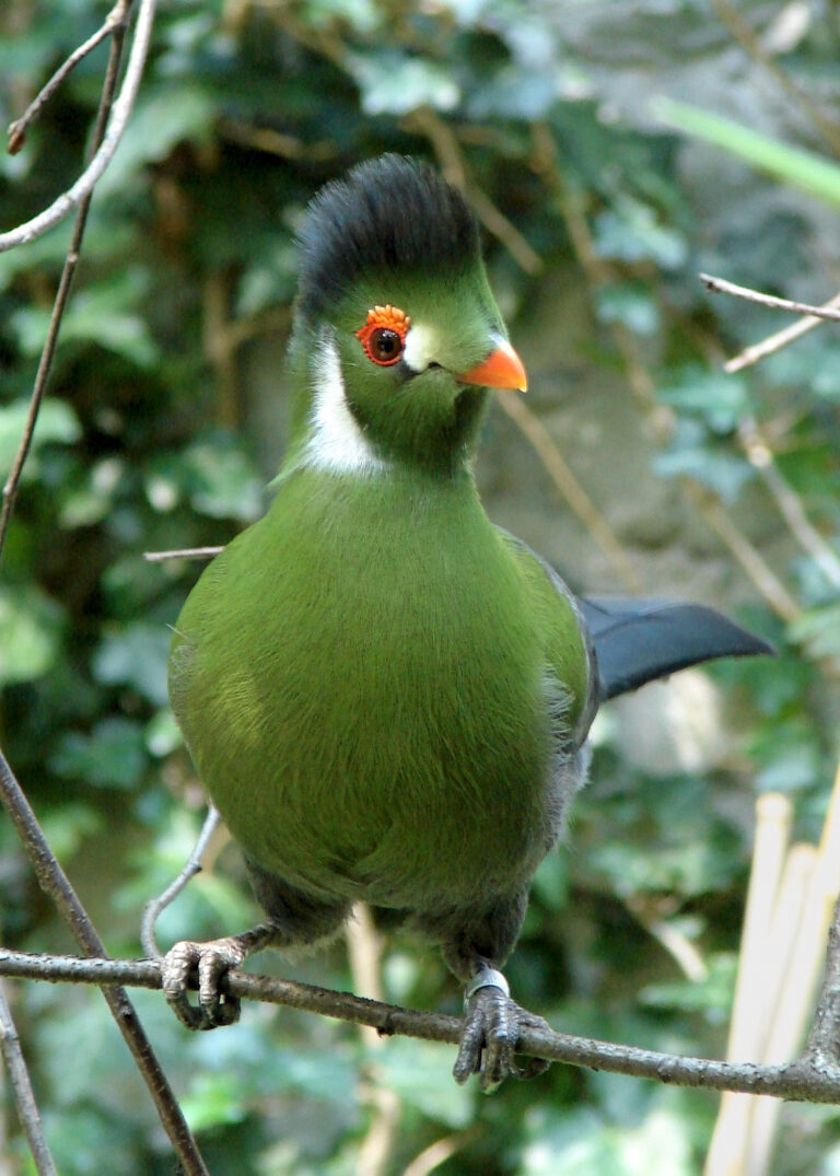 Turako bělolící (Tauraco leucotis)