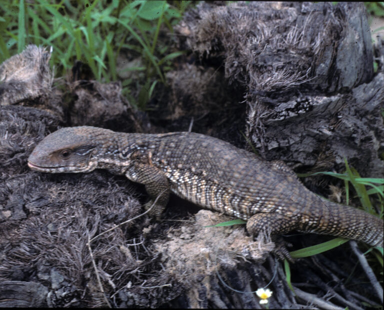 Varan stepní (Varanus exanthematicus)