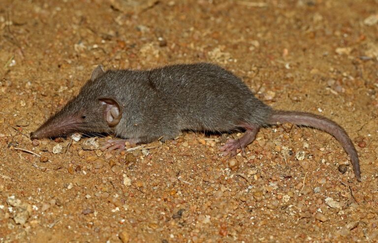 Rejsek pižmový (Suncus murinus)