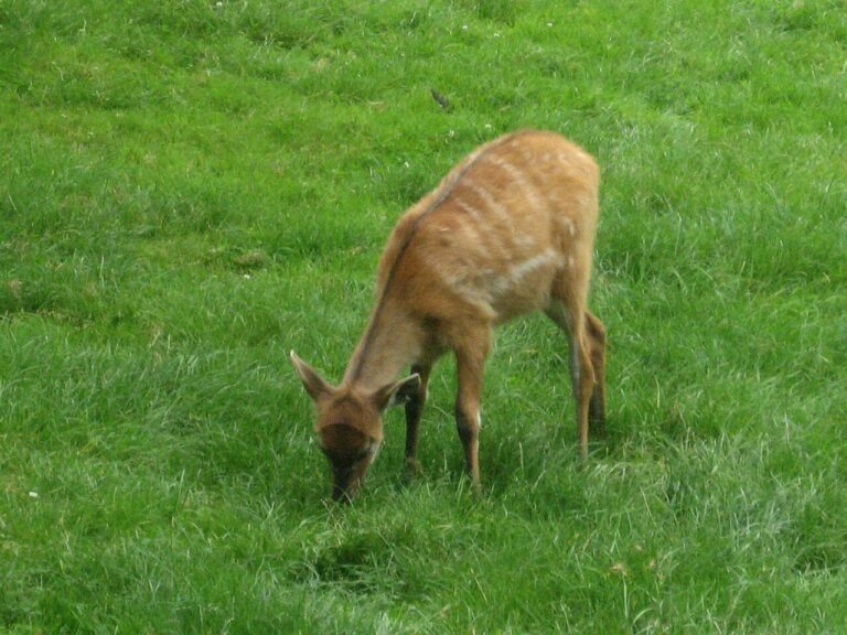 Sitatunga západoafrická