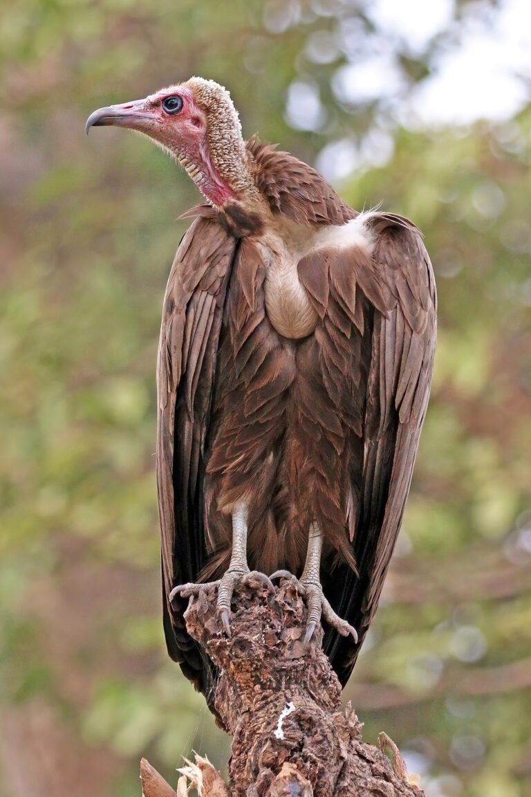 Sup kapucín (Necrosyrtes monachus)