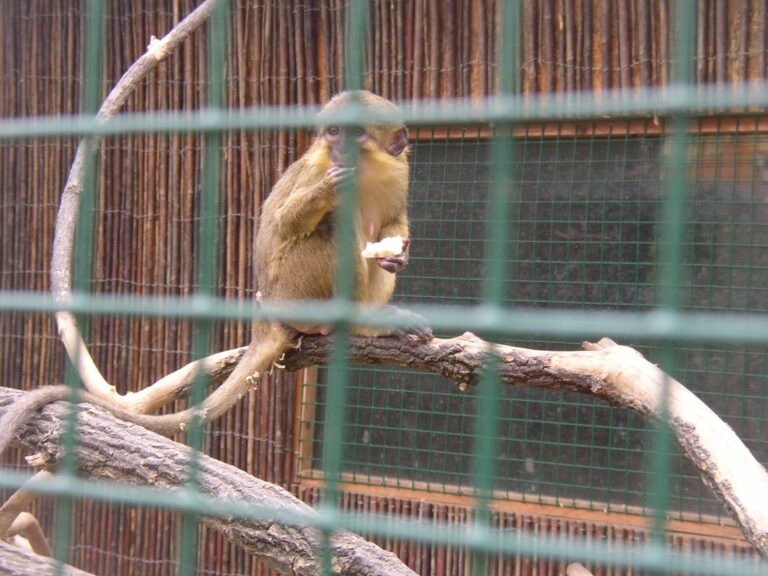 Talapoin severní (Miopithecus ogouensis)