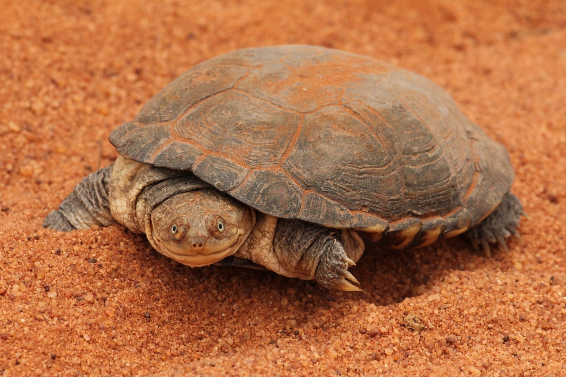 Tereka africká