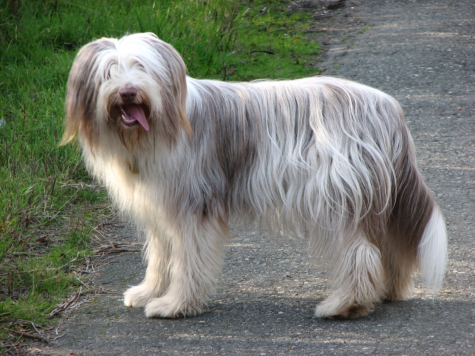 Bearded kolie