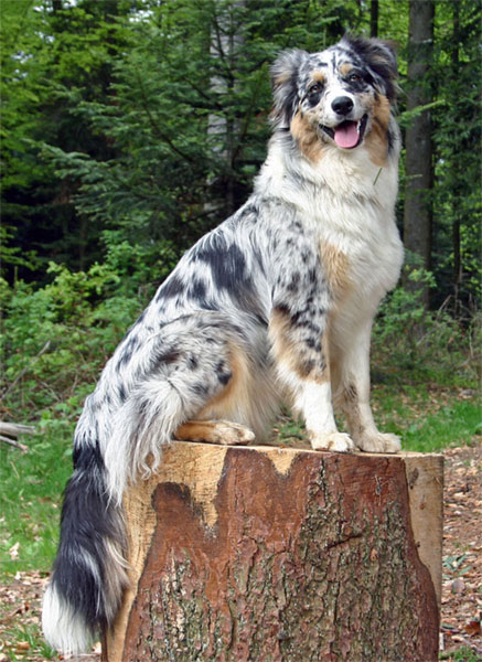 Australský ovčák