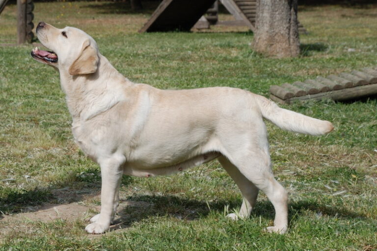 Labradorský retrívr