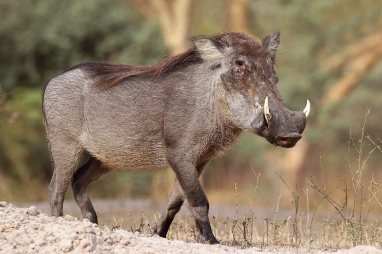 Prase savanové (Phacochoerus africanus)