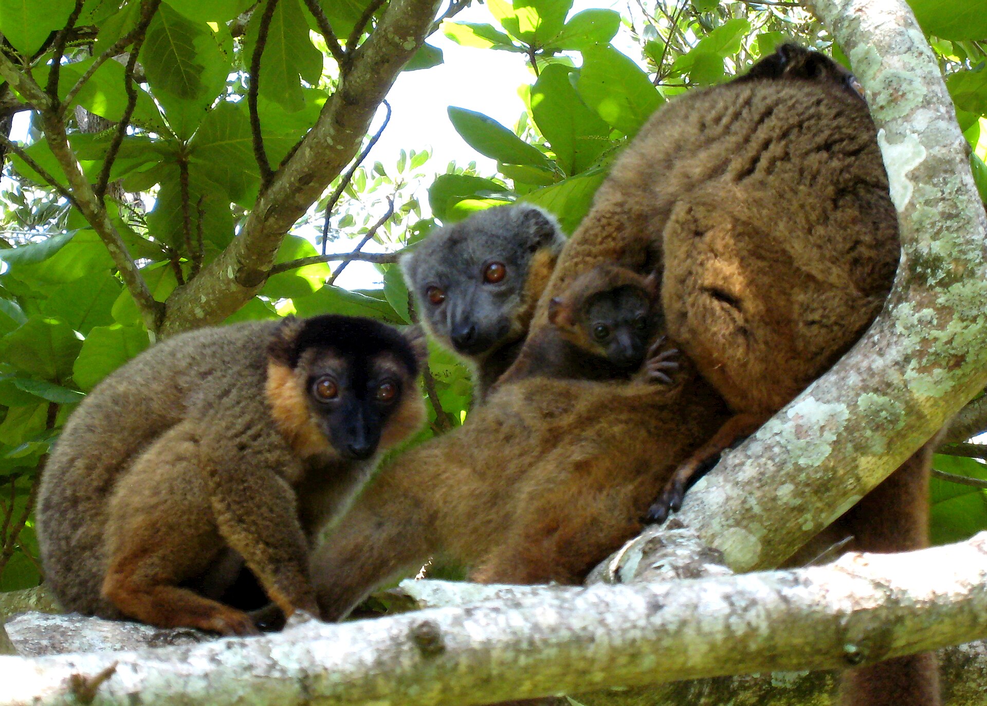 Lemur límcový