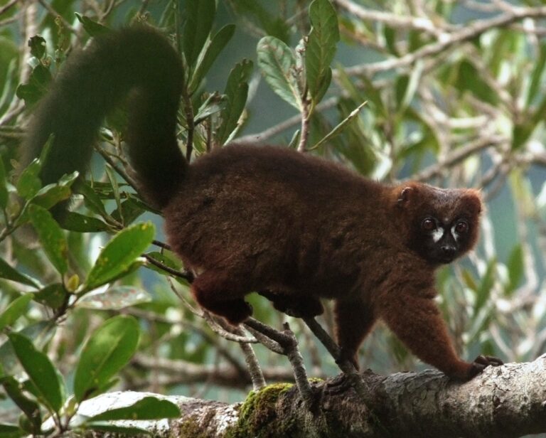 Lemur rudobřichý (Eulemur rubriventer)