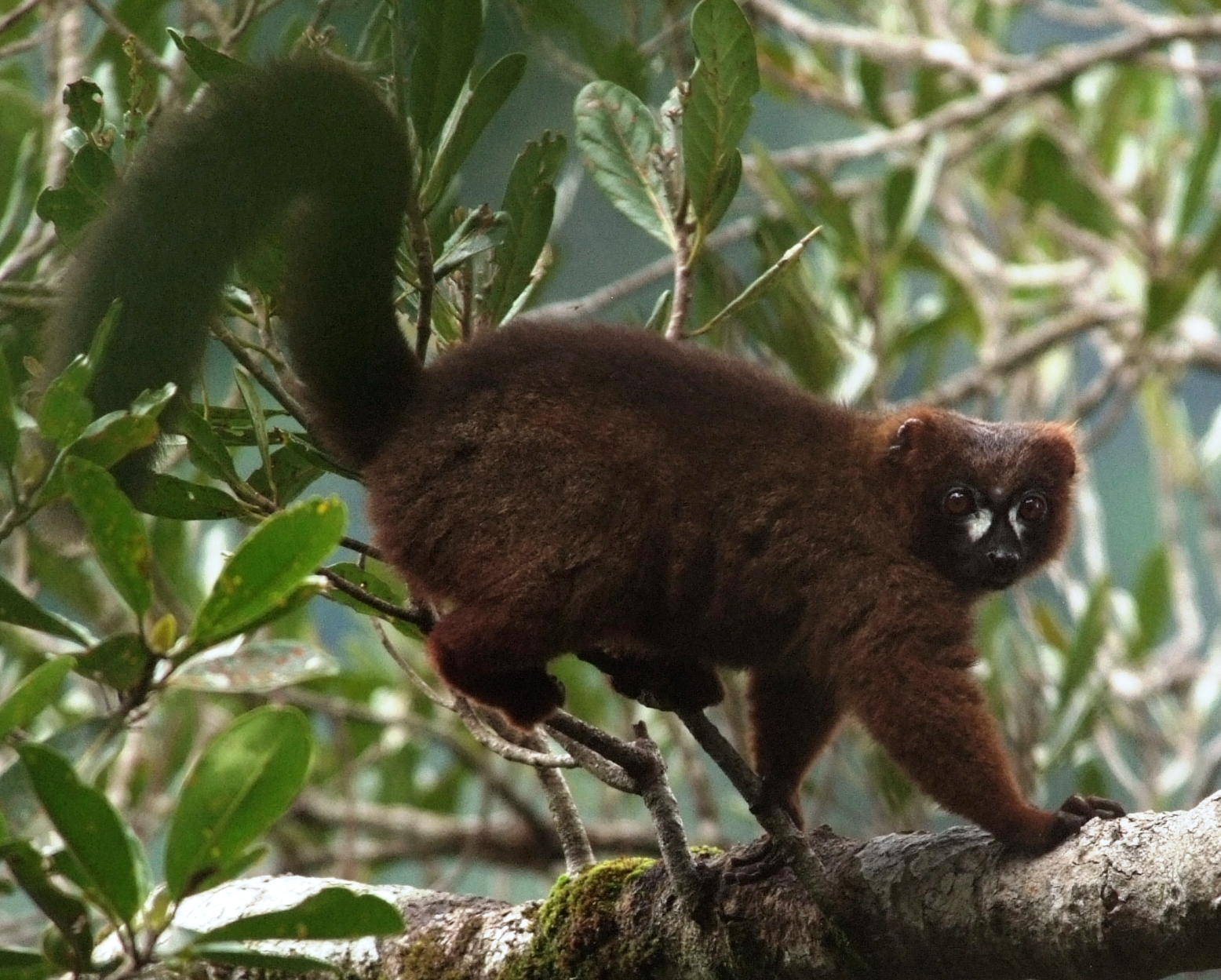 Lemur rudobřichý