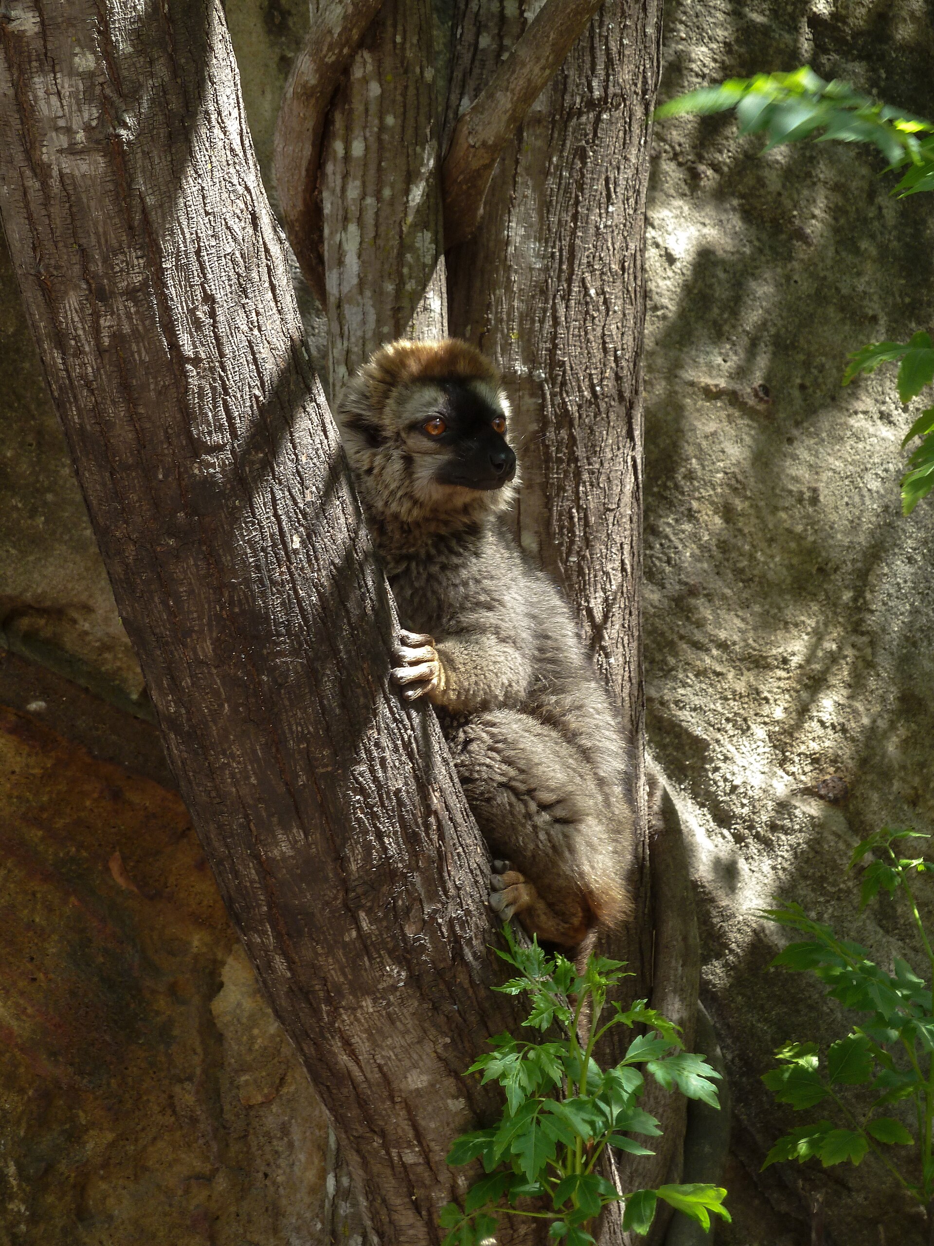 Lemur rudočelý