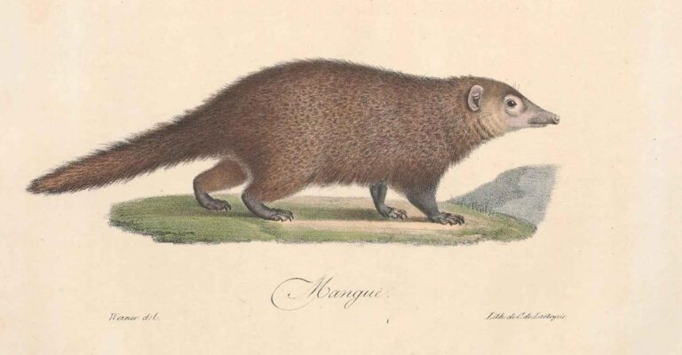 Mangusta tmavá (Crossarchus obscurus)
