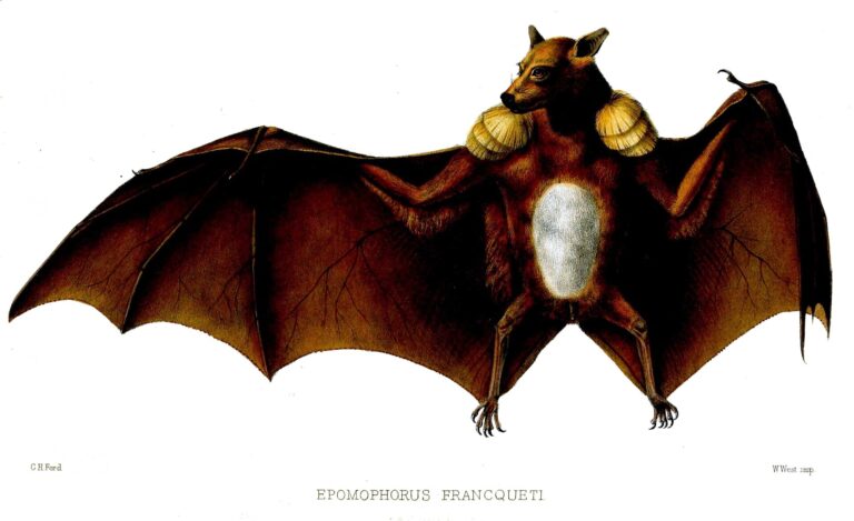 Kaloň franquetův (Epomops franqueti)