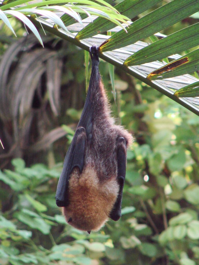Kaloň zlatý (Pteropus rodricensis)