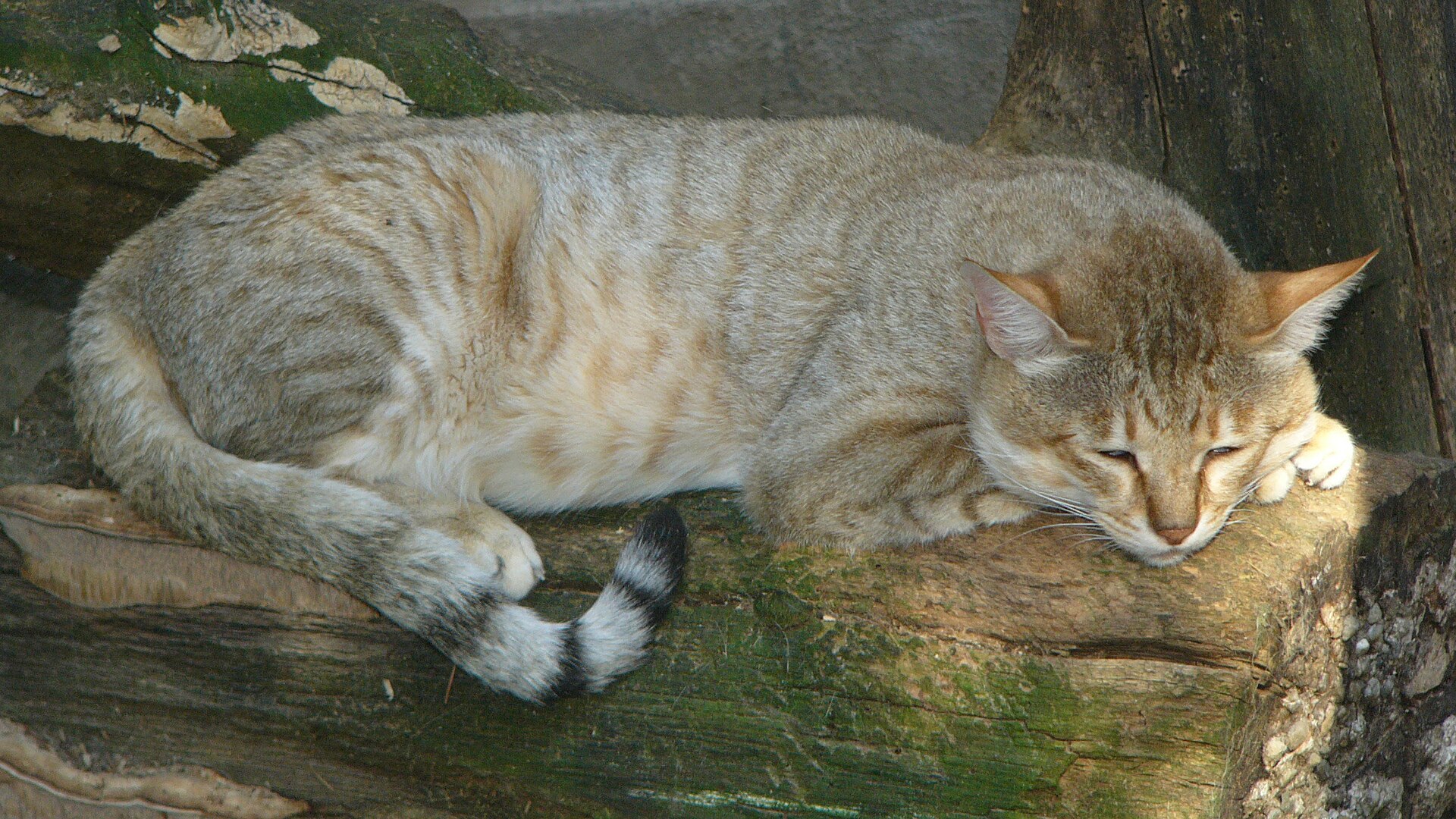 Kočka arabská