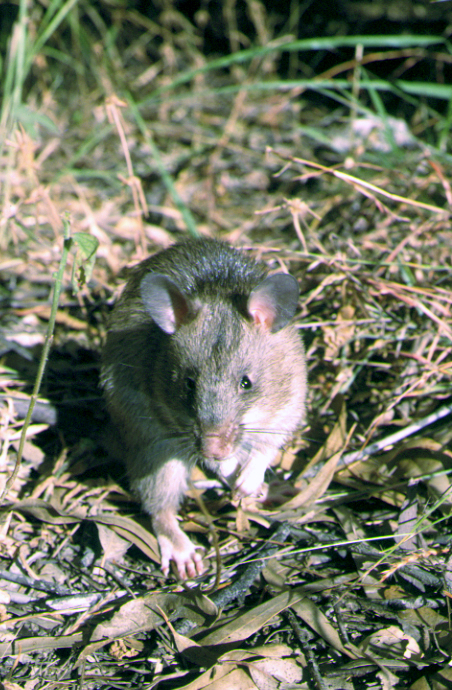 Krysa obrovská