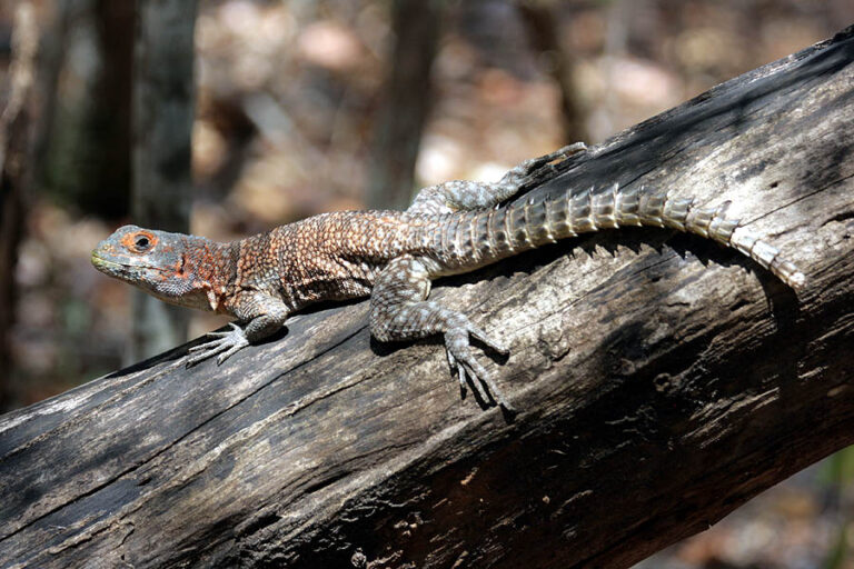 Leguán madagaskarský Leguán madagaskarský (Oplurus cuvieri)
