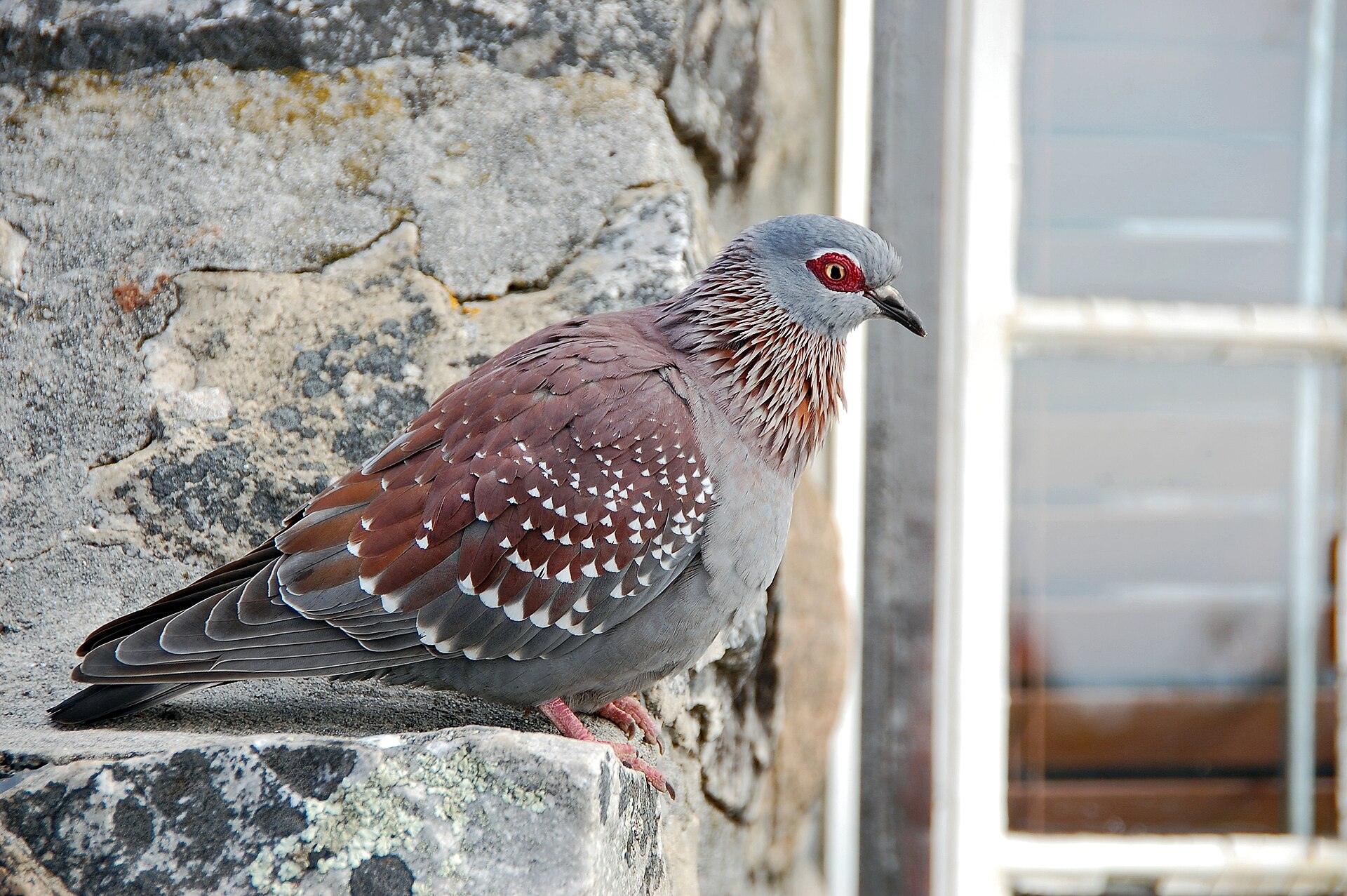 Holub guinejský