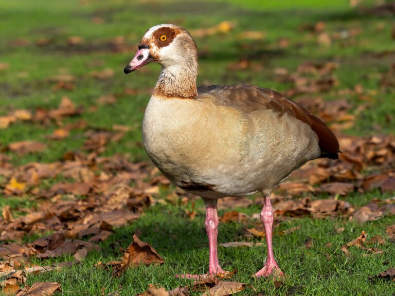 Husa nilská (Alopochen aegyptiaca)