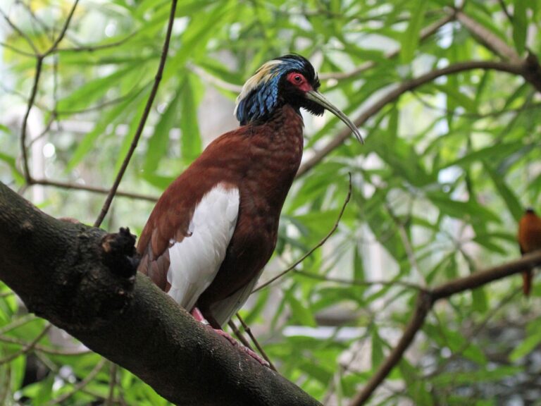 Ibis madagaskarský (Lophotibis cristata)