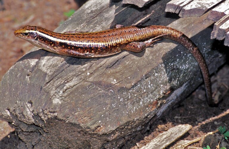 Ještěrkovec madagaskarský (Zonosaurus madagascariensis)