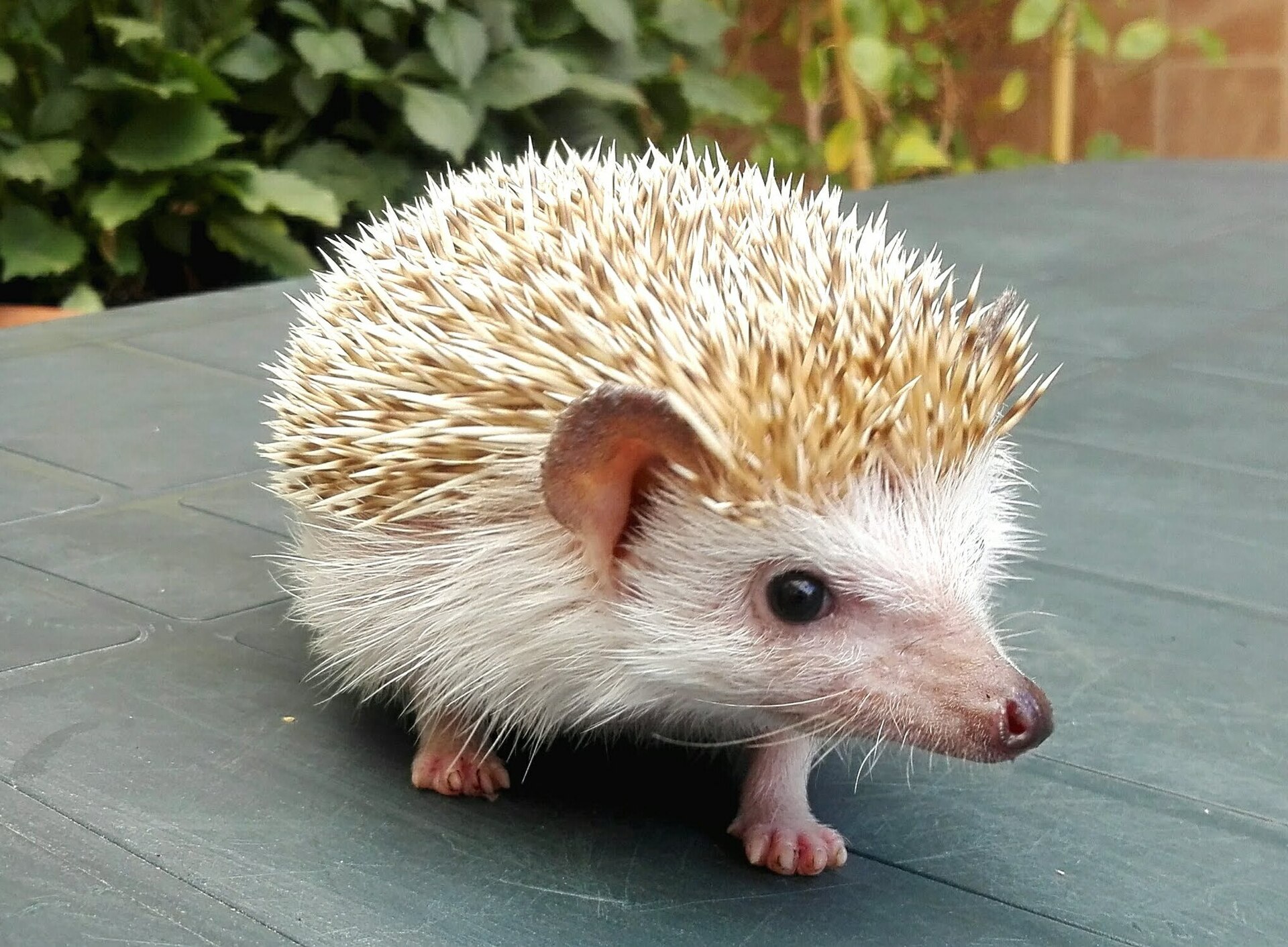 Ježek bělobřichý