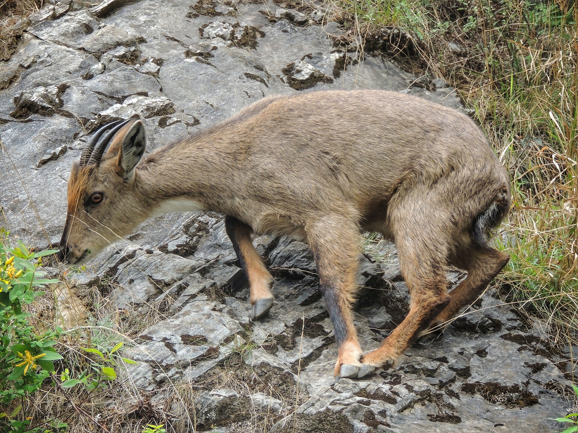 Goral tmavý