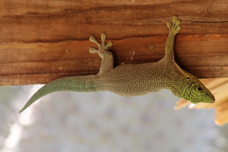 Felzuma standingova (Phelsuma standingi)