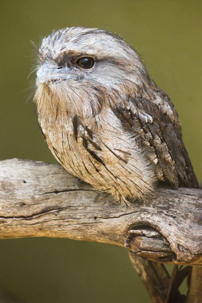 Lelkoun soví (Podargus strigoides)