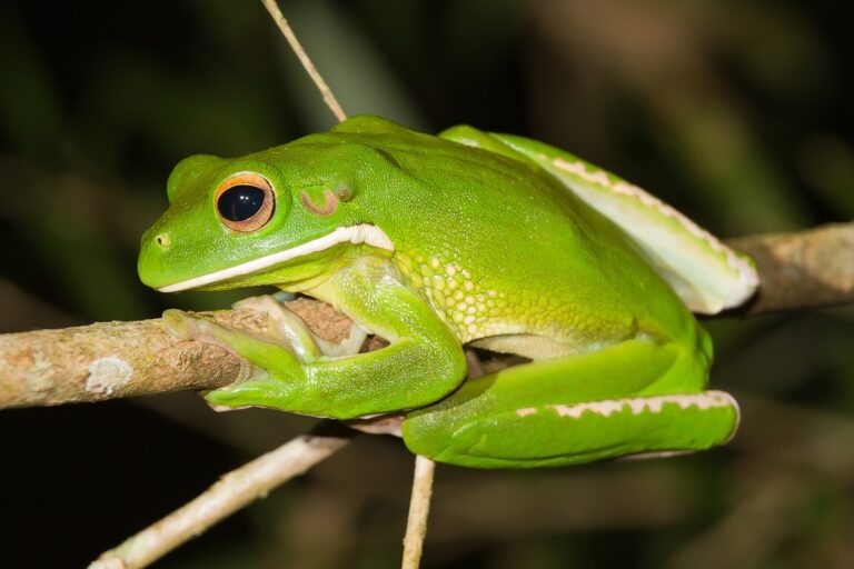 Rosnice běloretá (Litoria infrafrenata)