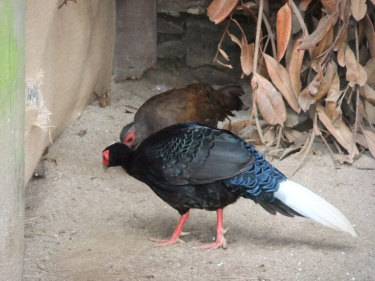 Bažant vietnamnský (Lophura hatinhensis)