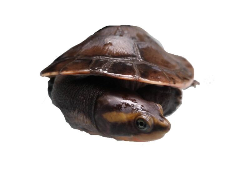 Dlouhokrčka červenobřichá (Emydura subglobosa)