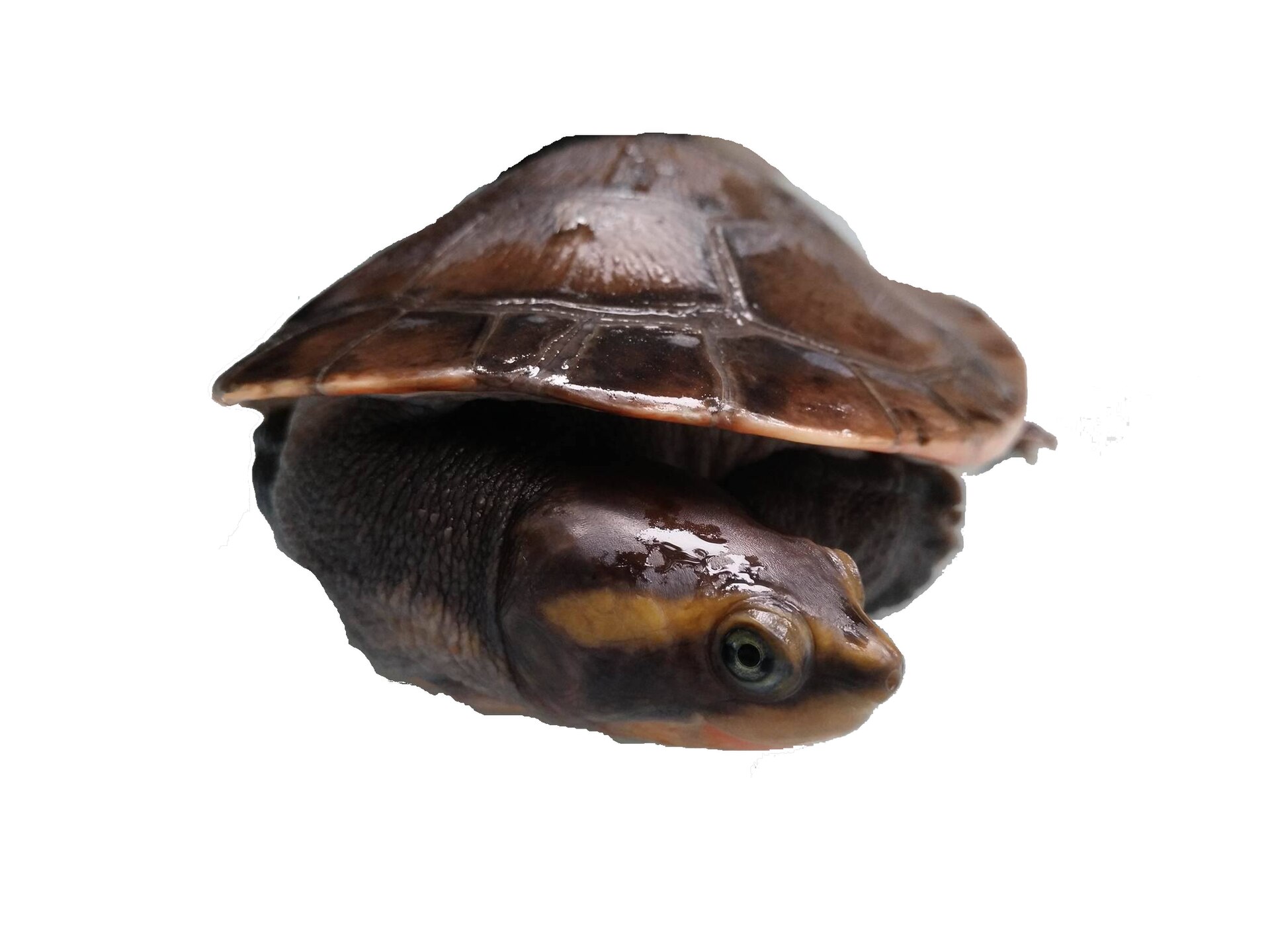 Dlouhokrčka červenobřichá