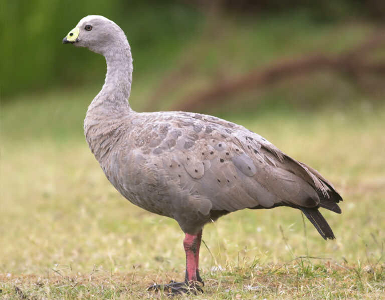 Husa kuří (Cereopsis novaehollandiae)