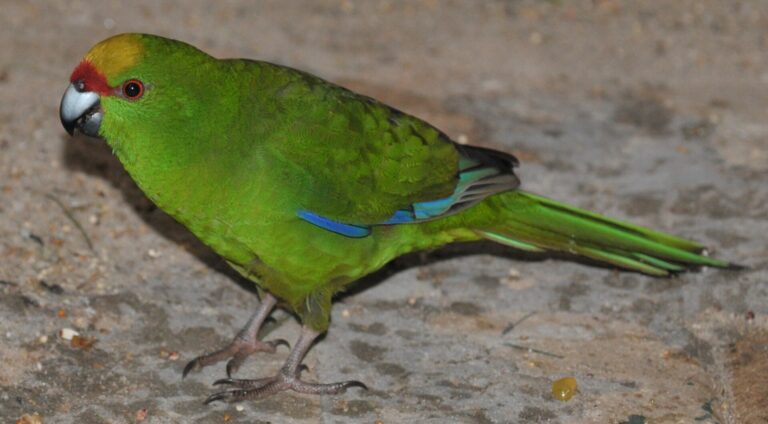 Kakariki žlutočelý (Cyanoramphus auriceps)