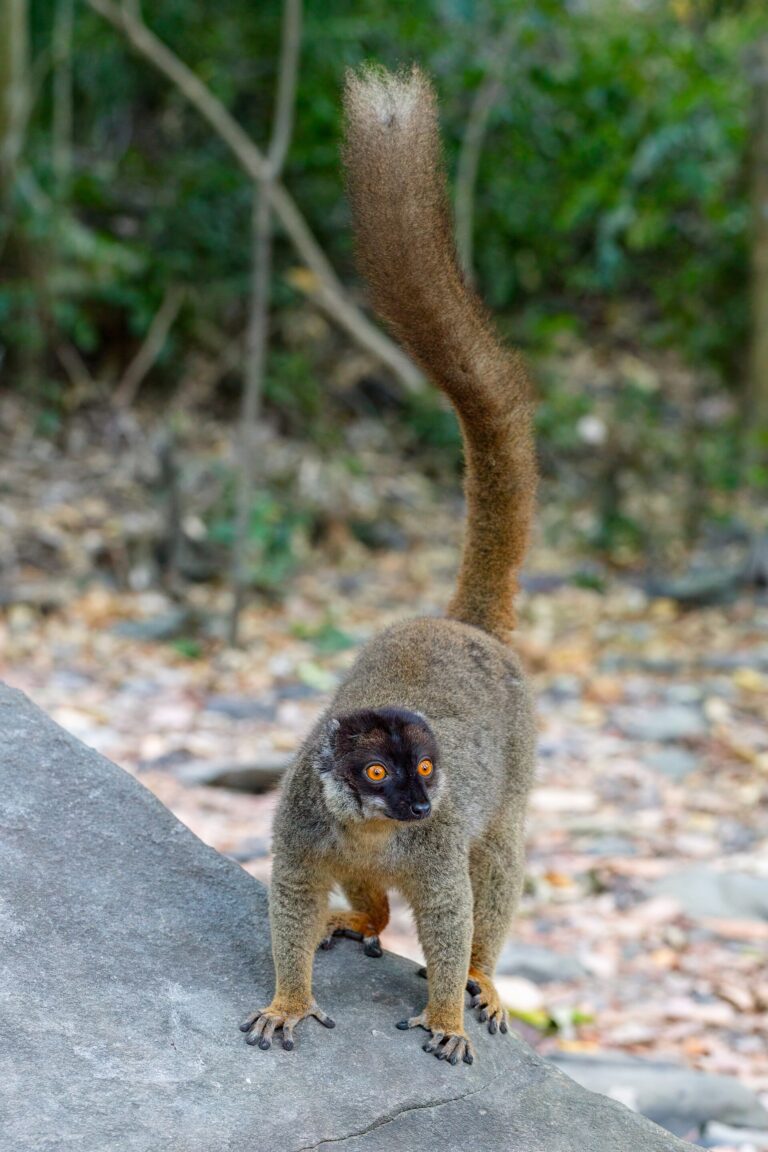 Lemur bělohlavý Lemur bělohlavý (Eulemur fulvus)