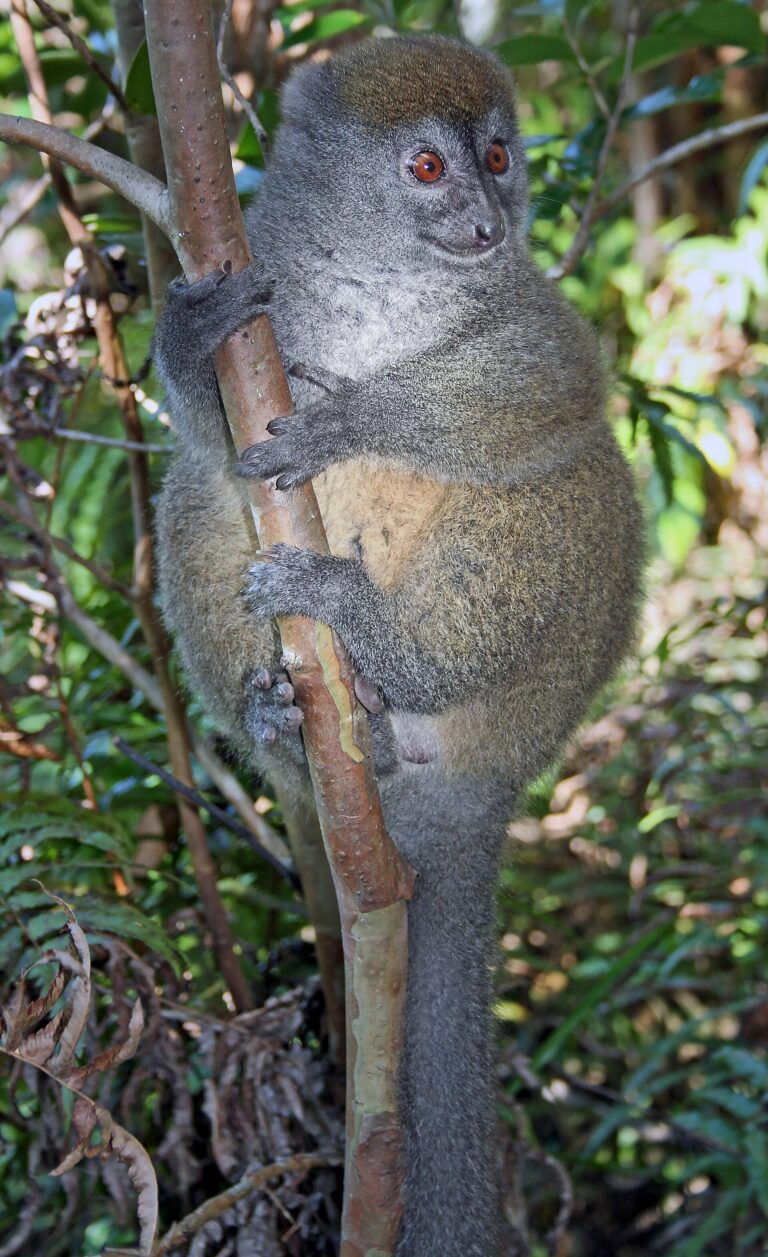 Lemur šedý (Hapalemur griseus)