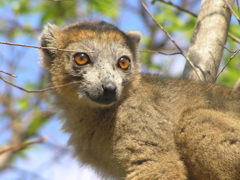 Lemur korunkatý Lemur korunkatý (Eulemur coronatus)