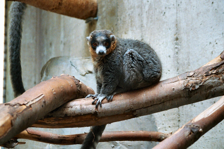 Lemur mongoz (Eulemur mongoz)